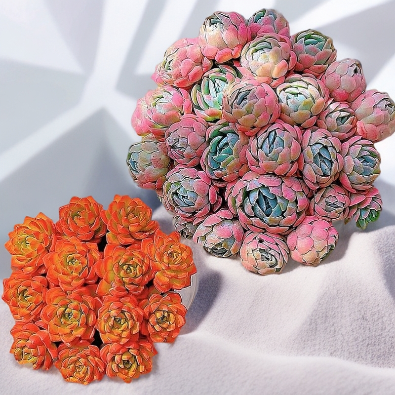 香妃贝瑞与蒂亚玫瑰两种精品多肉植物组合阳台庭院盆栽好养带盆发