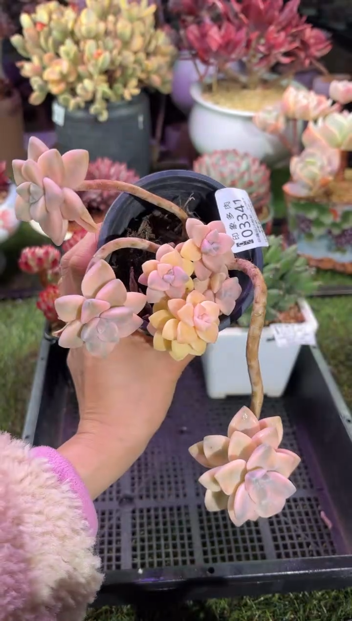 【闪购商品】03341