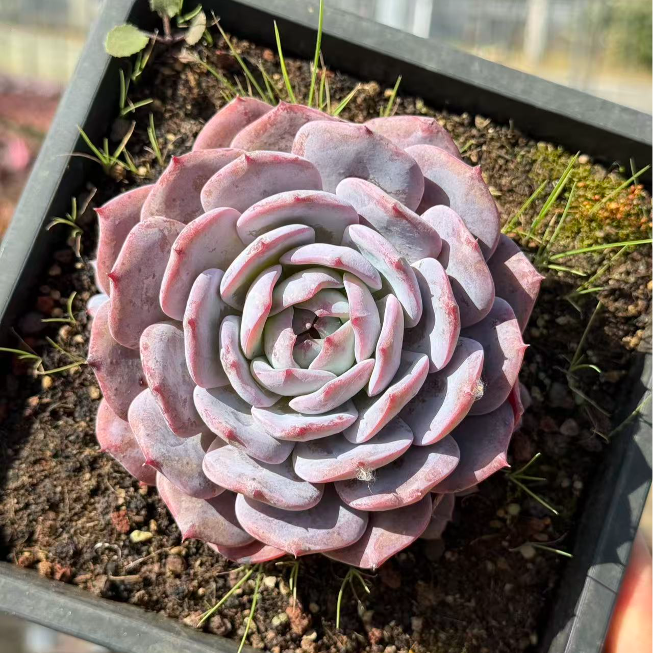 12#朝歌单头及单头带崽多肉植物  前男友精品多肉 SM0728