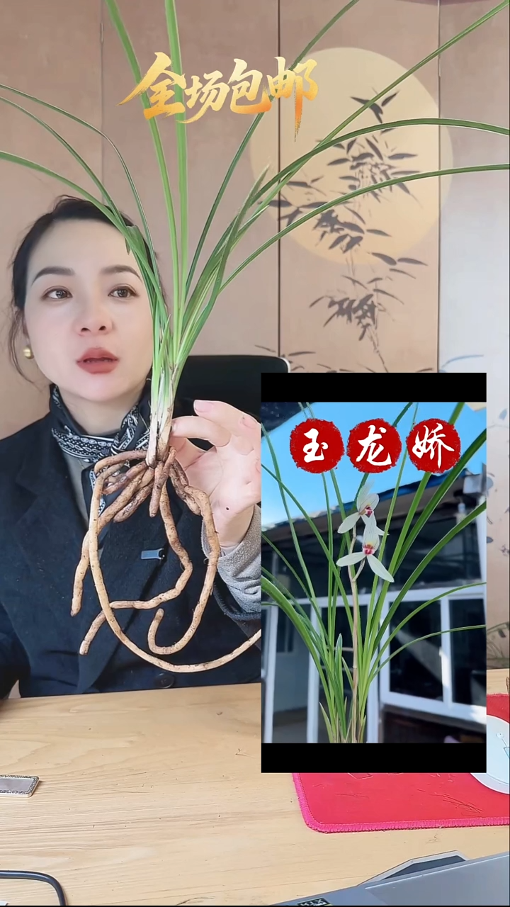 当前无花栽培后可以开花：玉龙娇