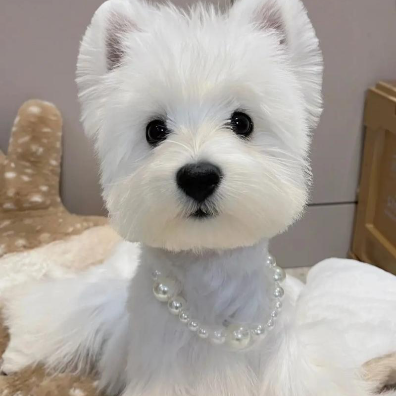 西高地白梗幼犬纯种宠物狗狗（照片仅供参考）