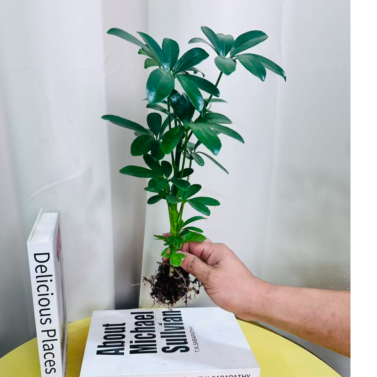 水培七叶莲鸭脚木八方来财摇钱树绿植盆栽室内四季常青观叶植物