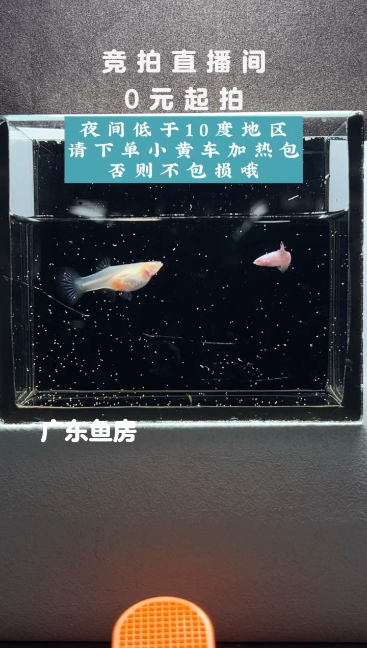 孔雀鱼熊猫白子一对编号29