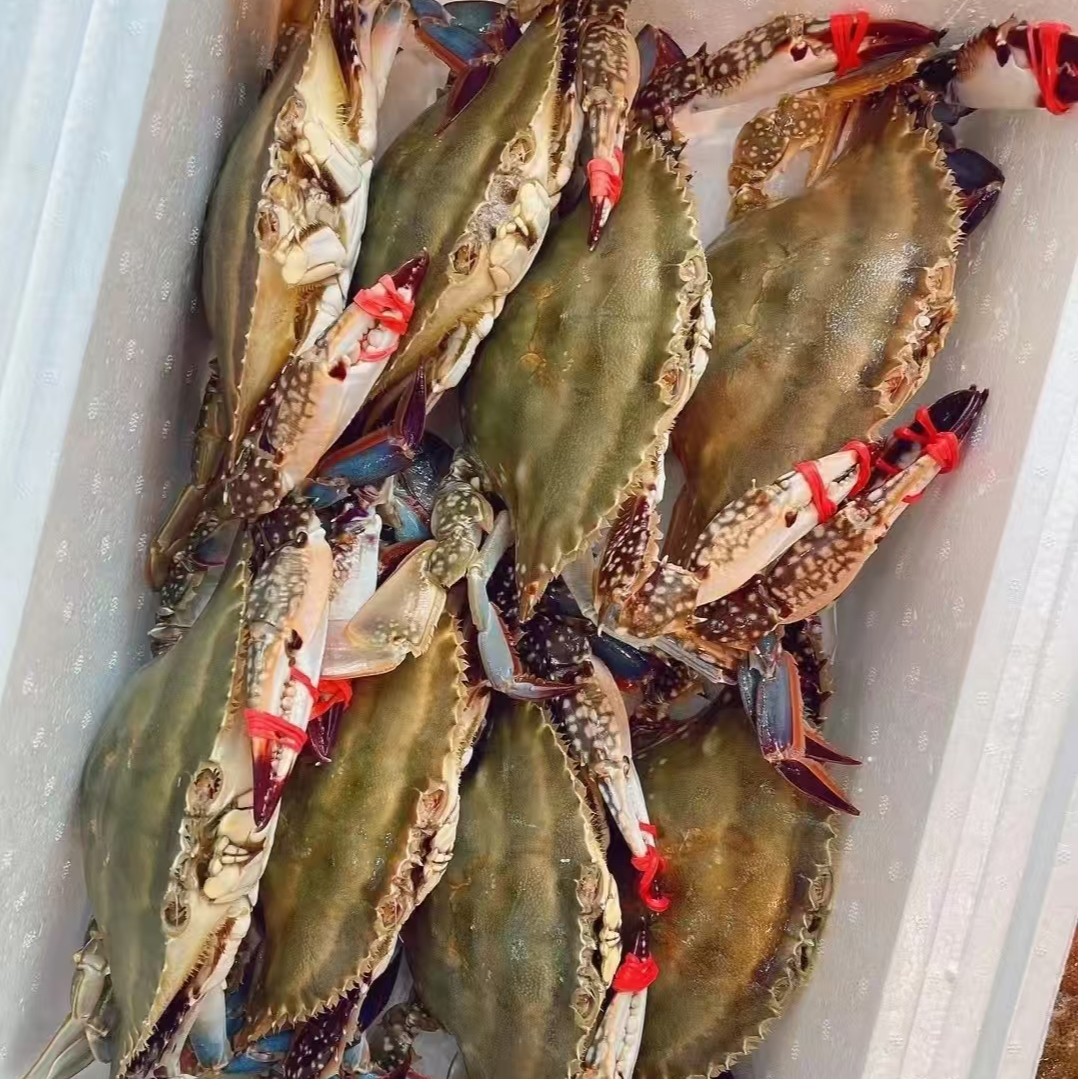 三角蟹小姑娘蟹每只2两左右净重3斤不保断腿【保鲜不保活】