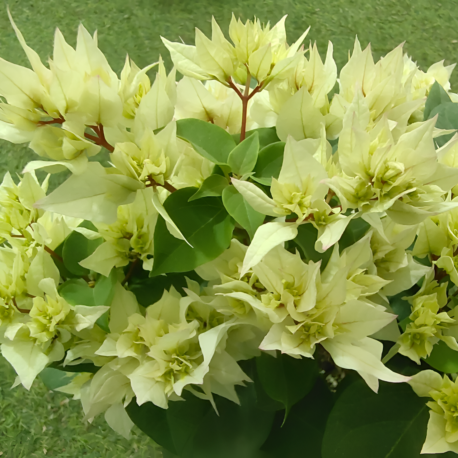 【重瓣绿-怡景】三角梅-超美花卉室内室外阳台庭院好养