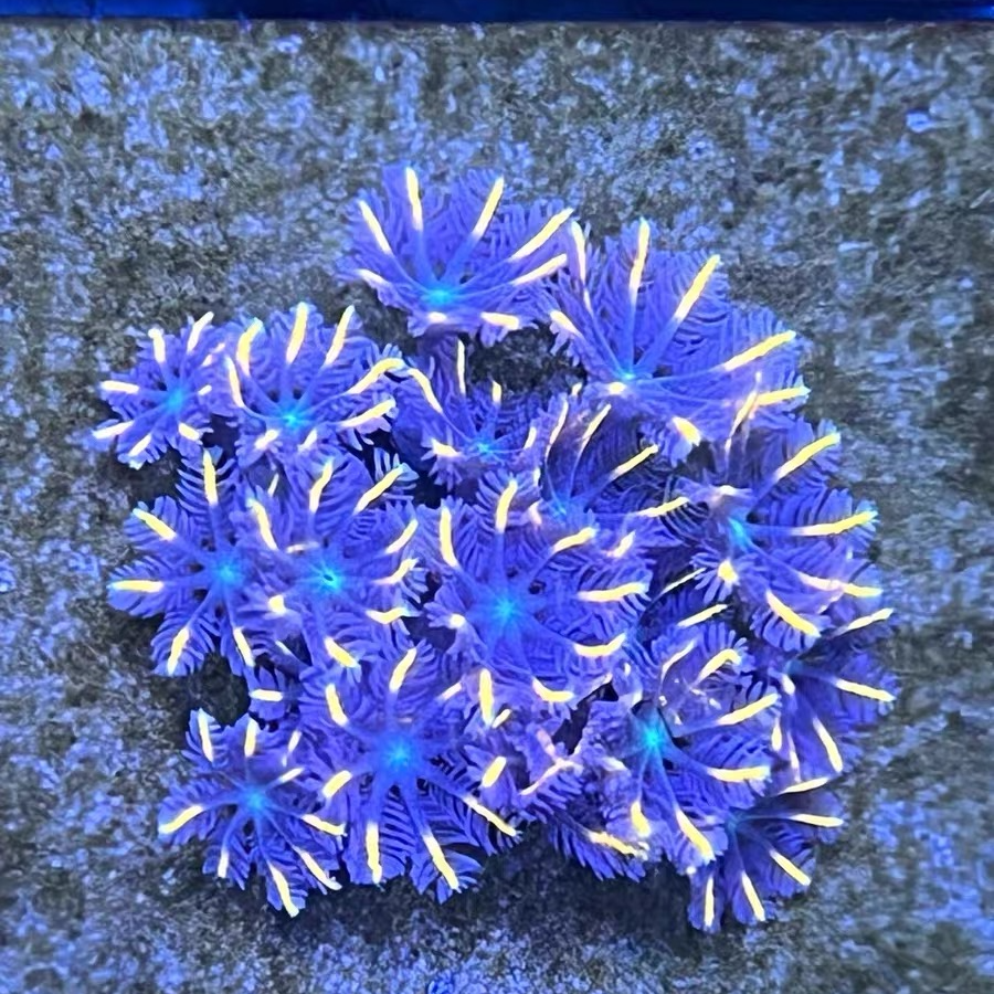 新手海水观赏闪千手草皮大手星花圣诞树红菇纽扣