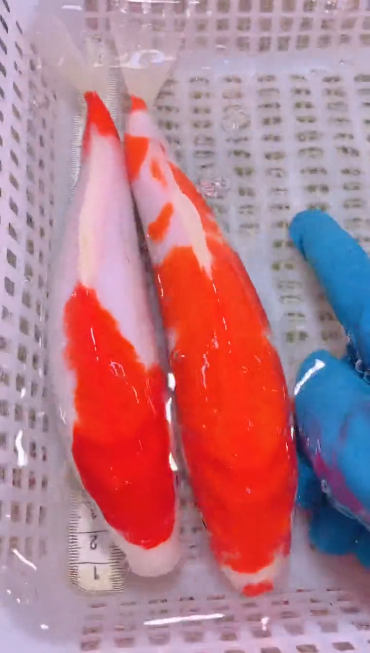 锦鲤冷水观赏鱼全场包邮183