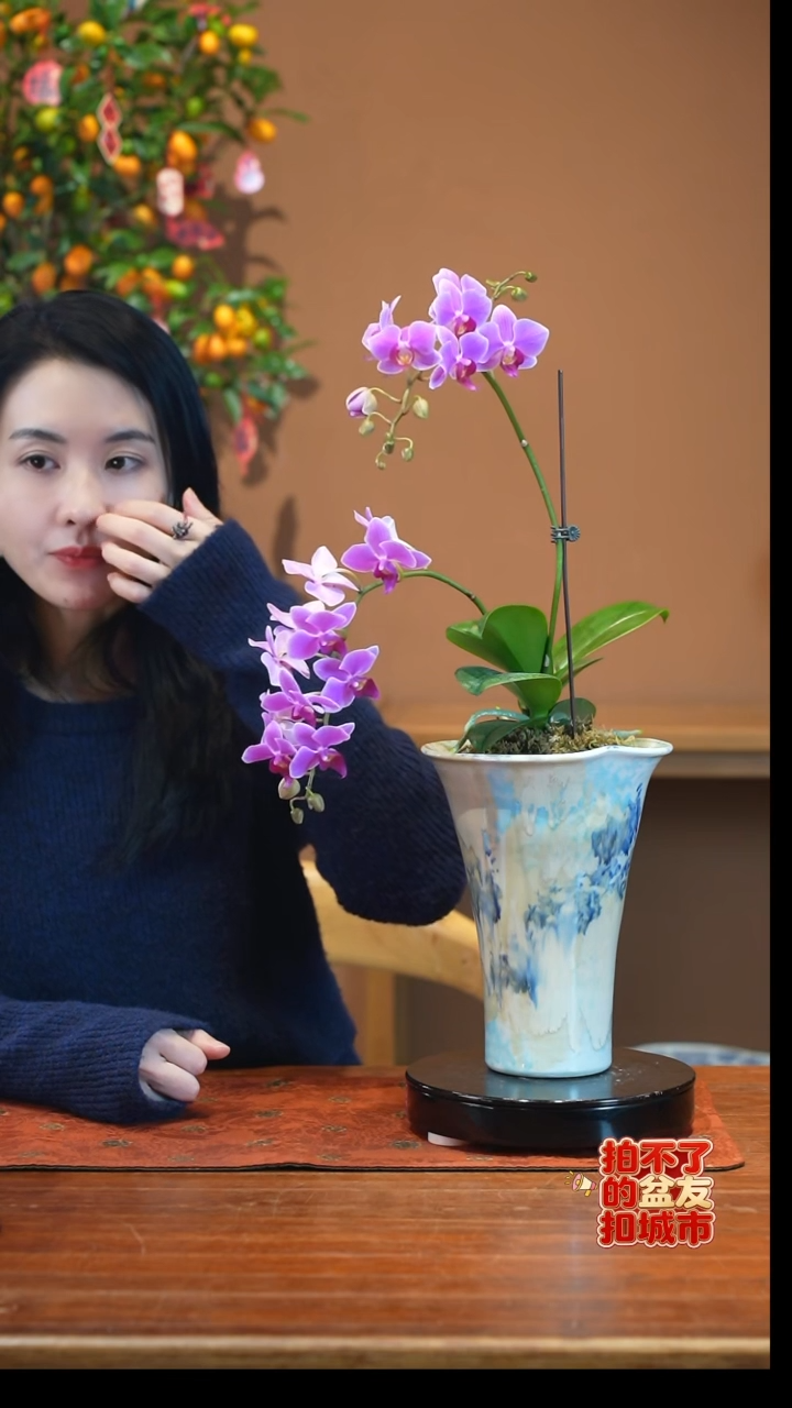 全部花朵粉珠帘盆景盆景盆景