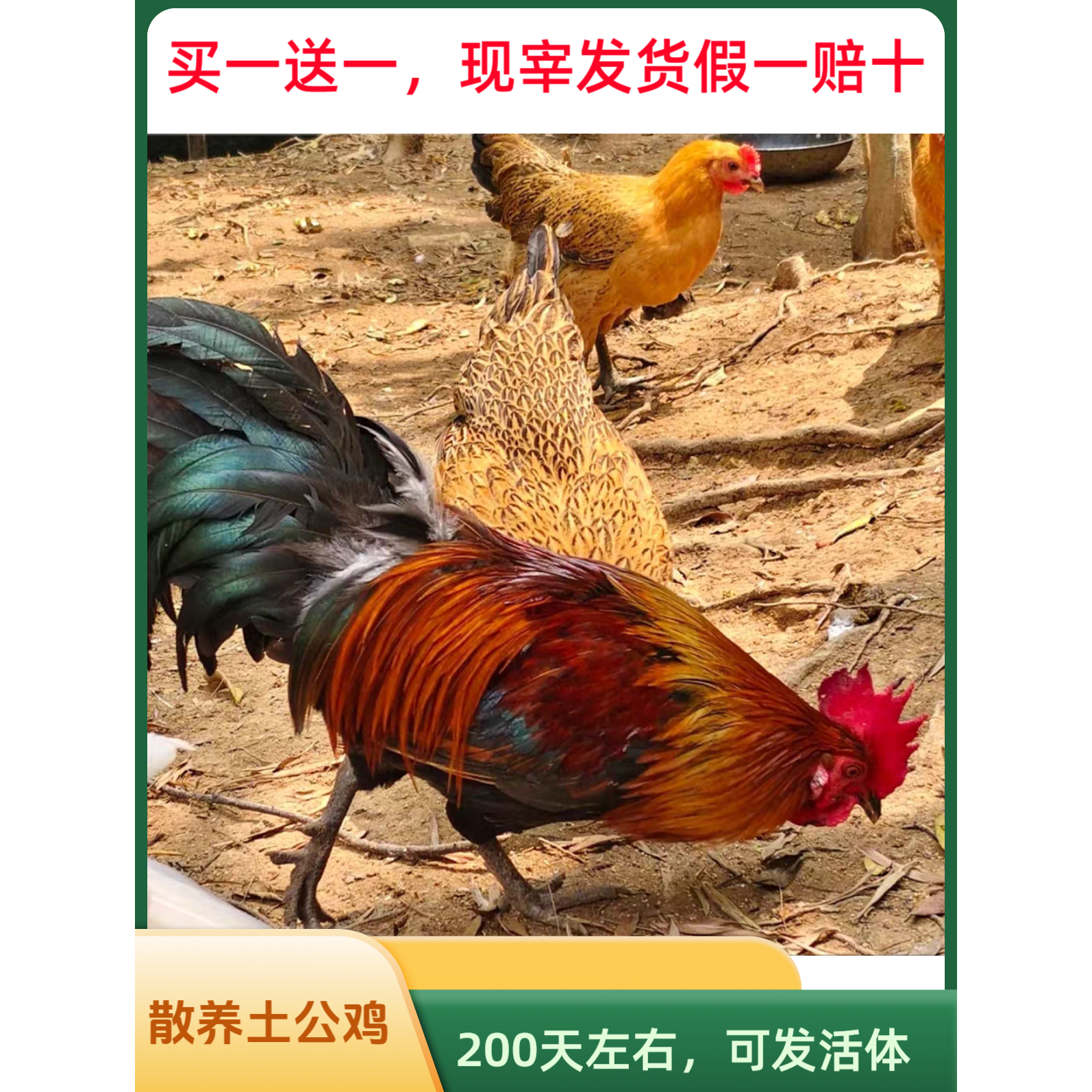 黑散养大公鸡脚大公鸡肉质紧实带心肝内脏链包邮