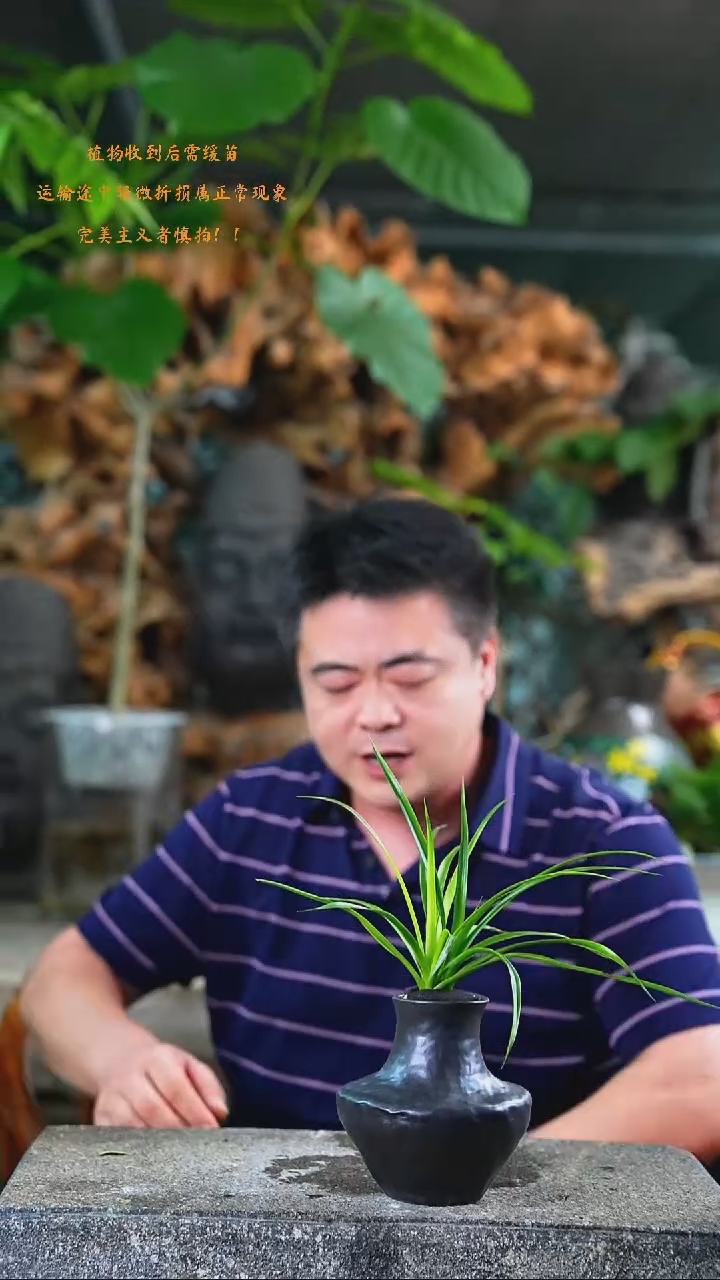 完全开放龙血树484T