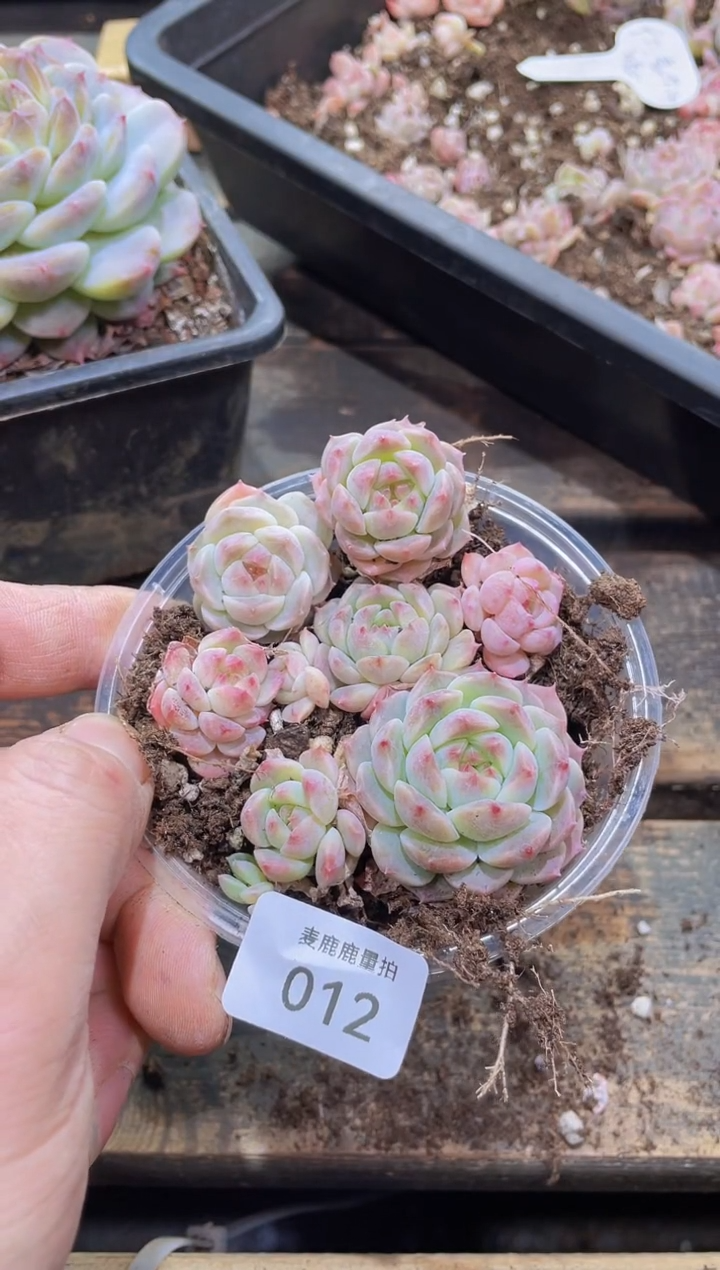 【闪购商品】012巧克力冰魄量拍1盒