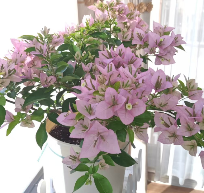 粉天使  十肆月园艺绿植花卉