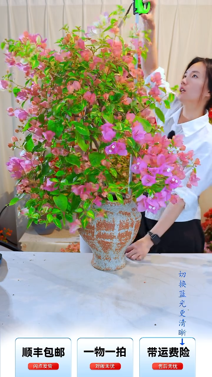 大部分开放少量花苞一**莲金心橙白
