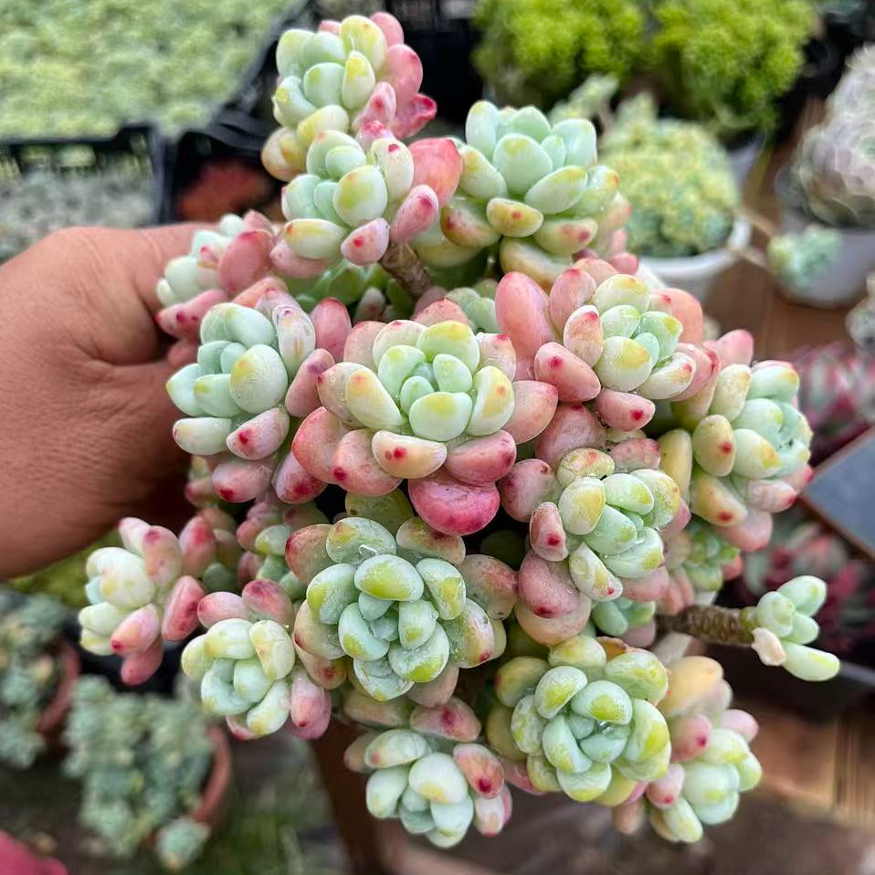 劳尔/全店累计满9.99包邮/好养多肉 /多肉以直播实物为准