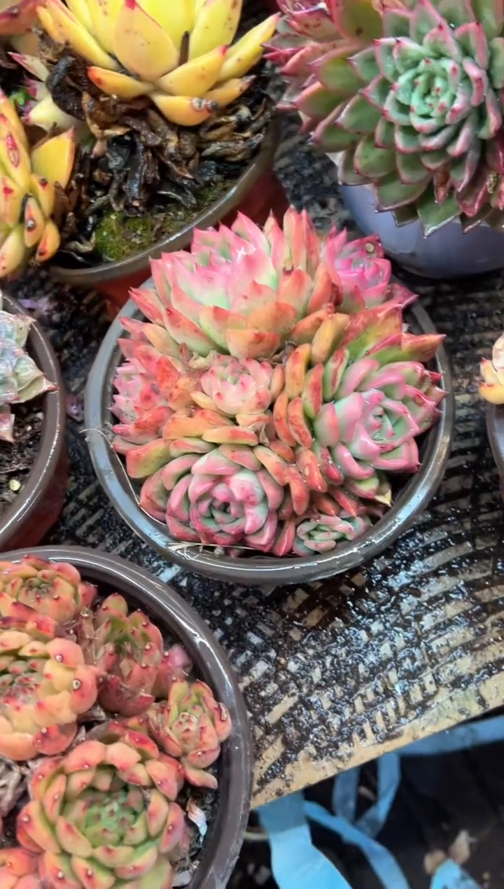 锦**7多肉植物一物一拍25584