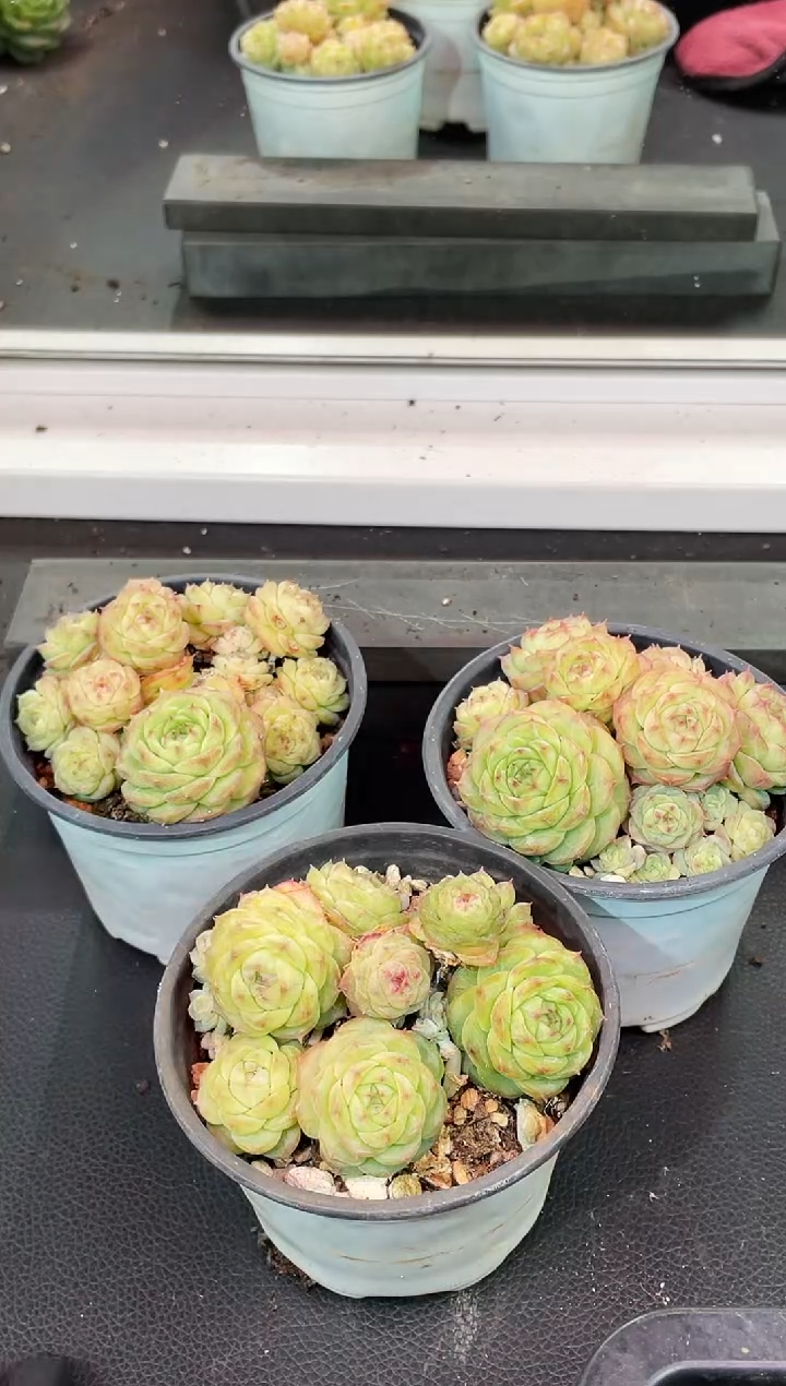 闪购2025  珍妮群多肉一颗  