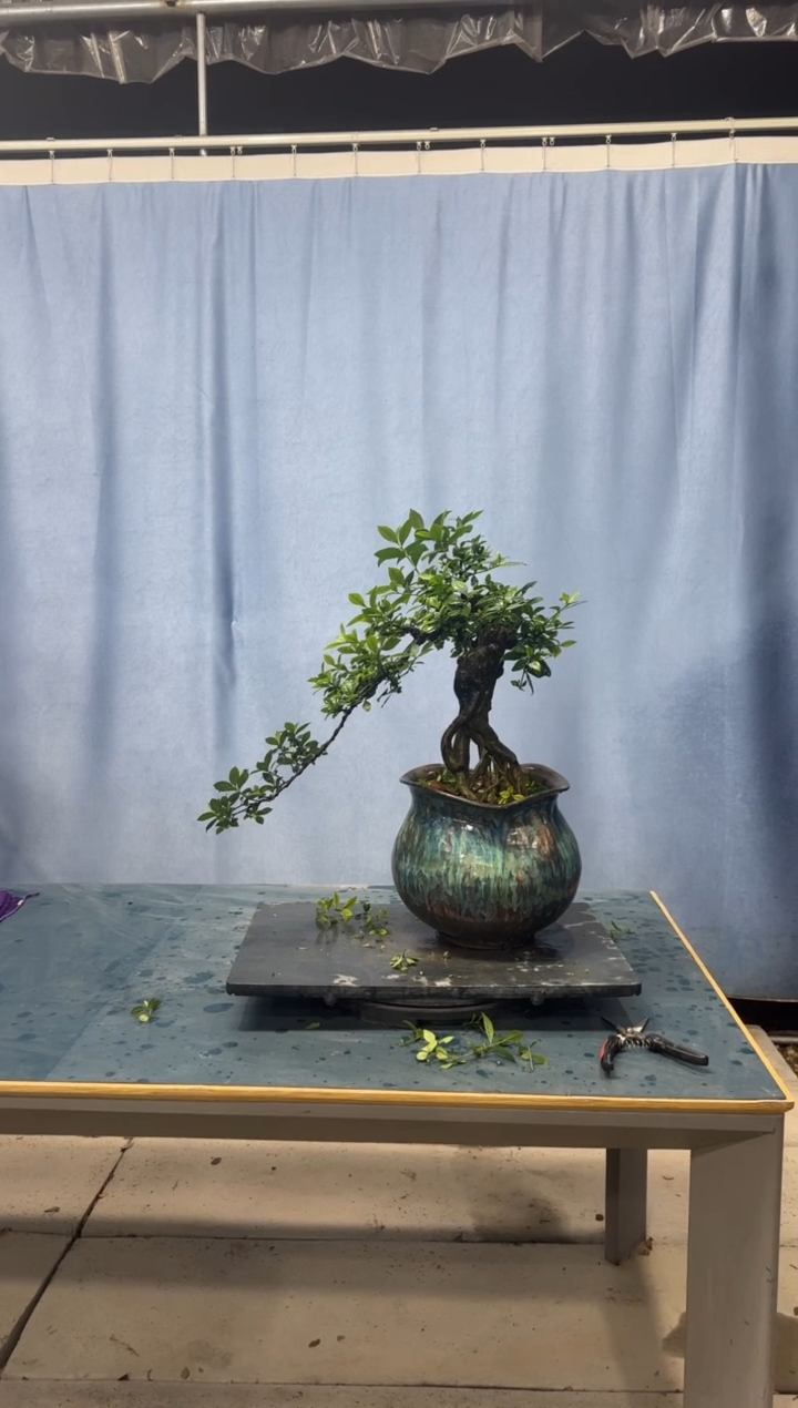 【闪购商品】盆景栀子花