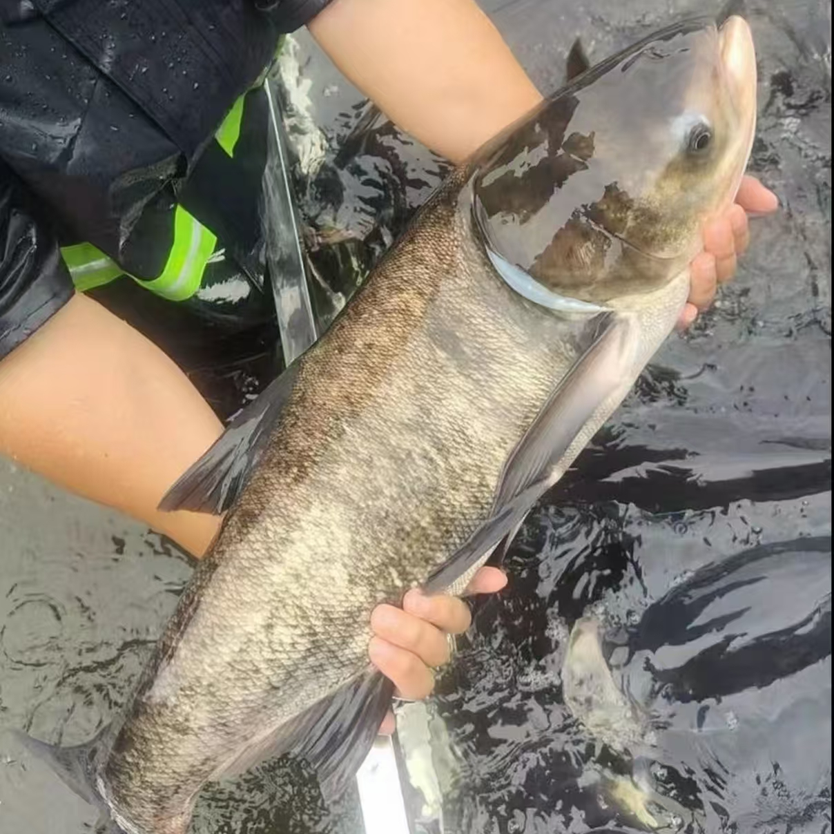 胖头 渔场发货 鲜活淡水鱼