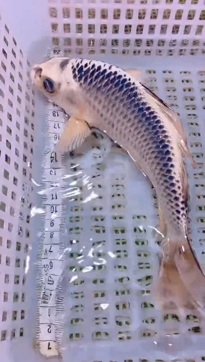 锦鲤冷水观赏鱼全场包邮246