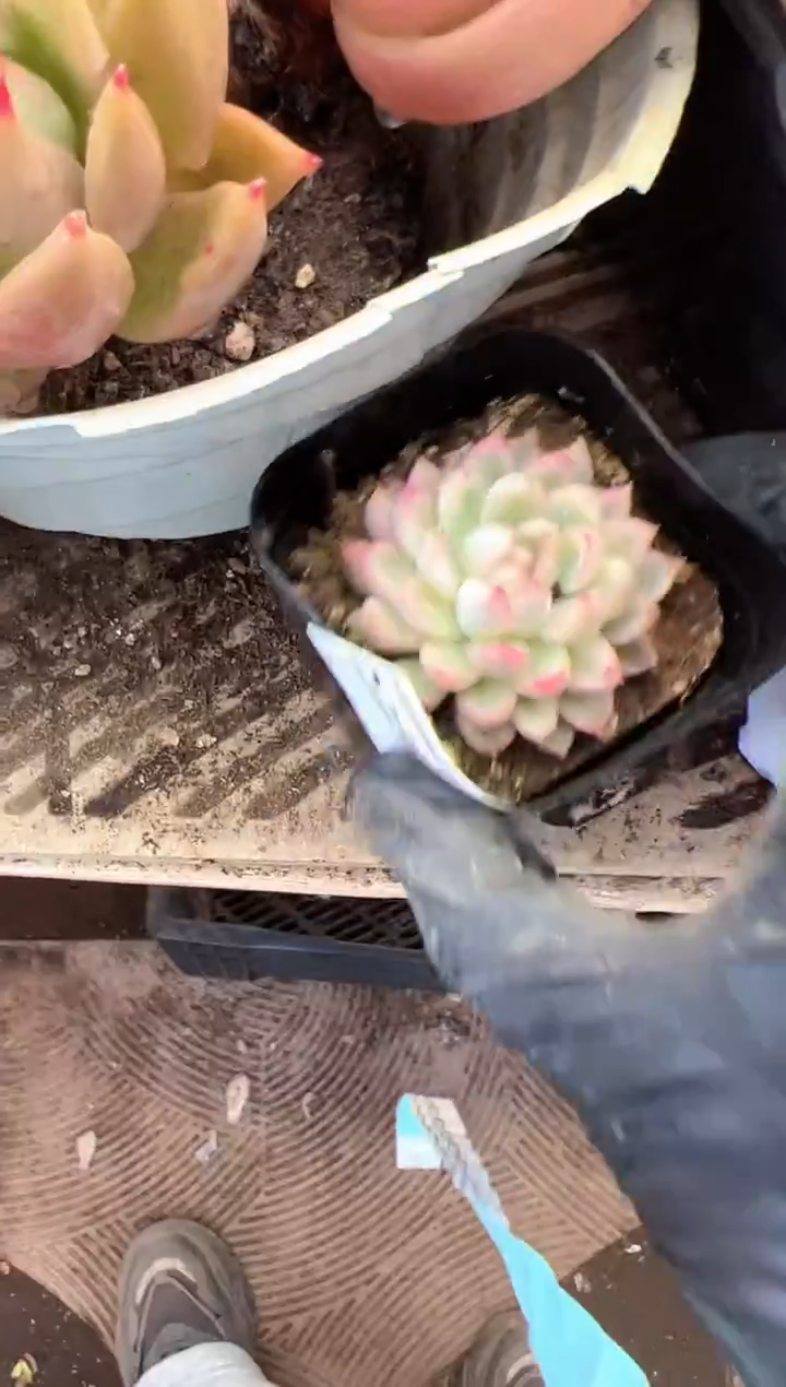 鳳多肉植物一物一拍22349