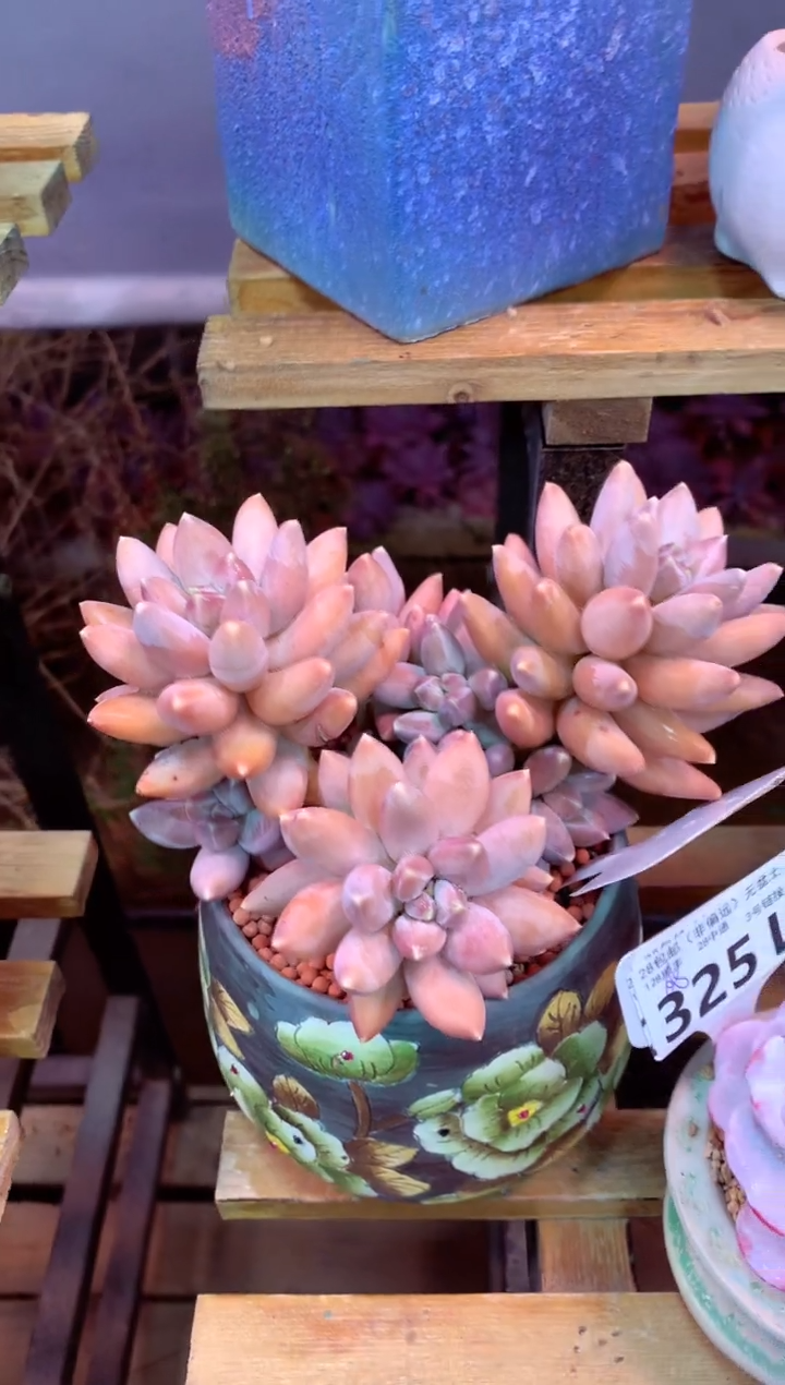 323L（一物一拍，精品多肉，所见即所得 ）