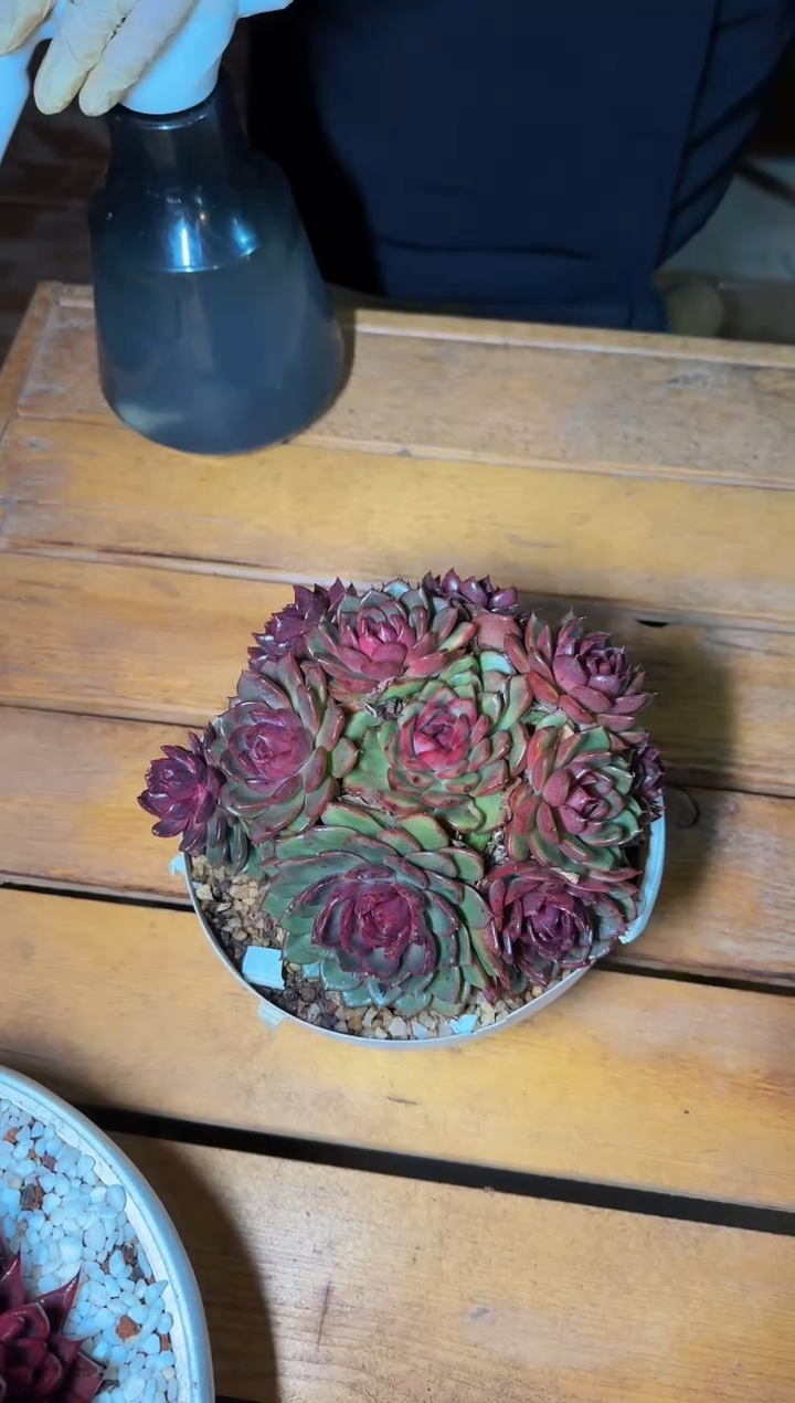 230#无砍蓝莓大群（22-24cm）脱土