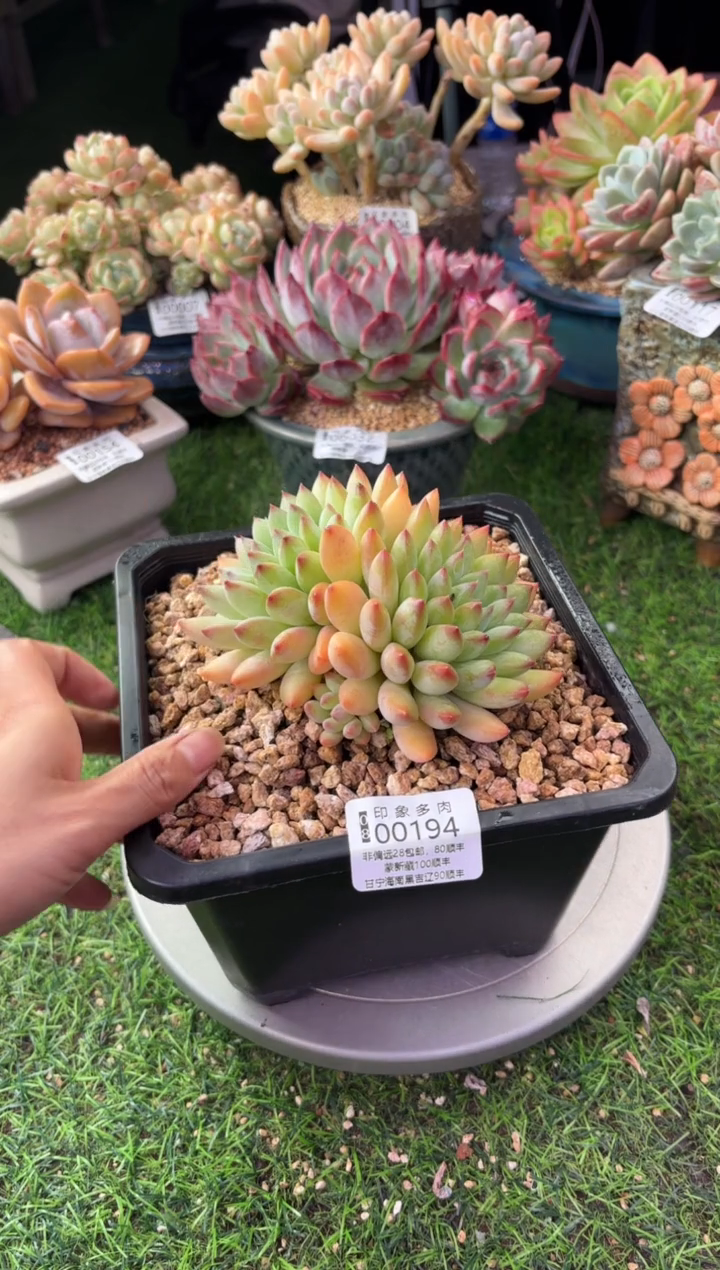 昆明印象多肉00194
