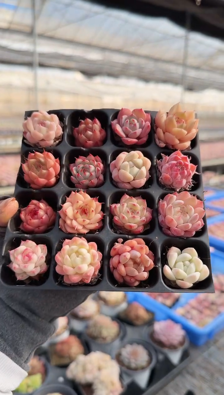 东云多肉园新款-119