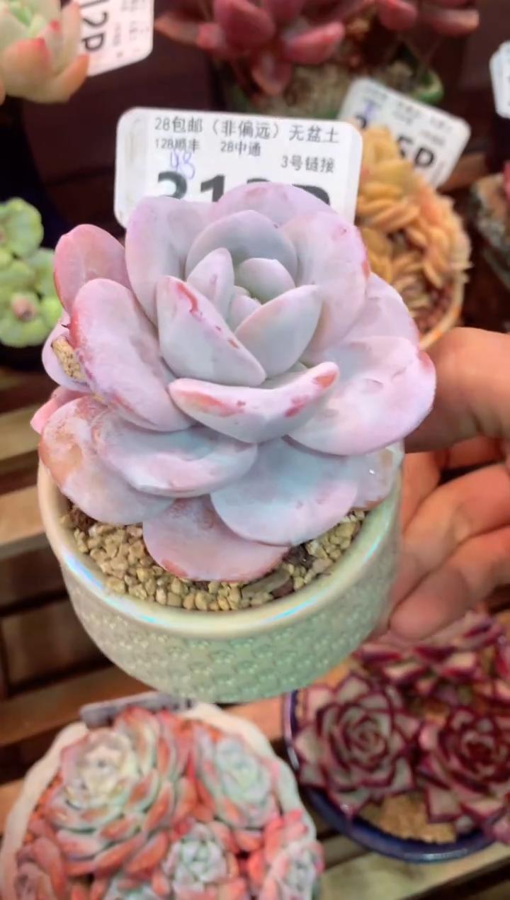 313P（一物一拍，精品多肉，所见即所得 ）