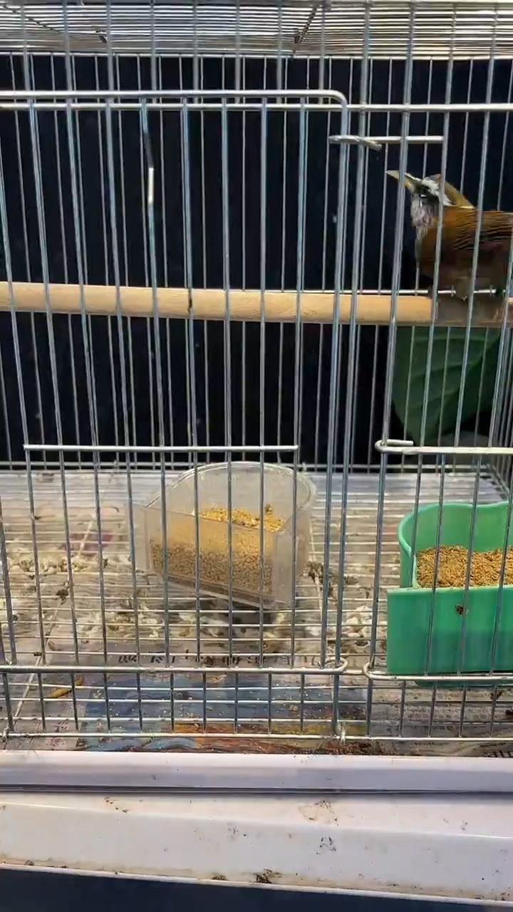 55号 棕颈勾嘴无尾 养笼0元起拍 