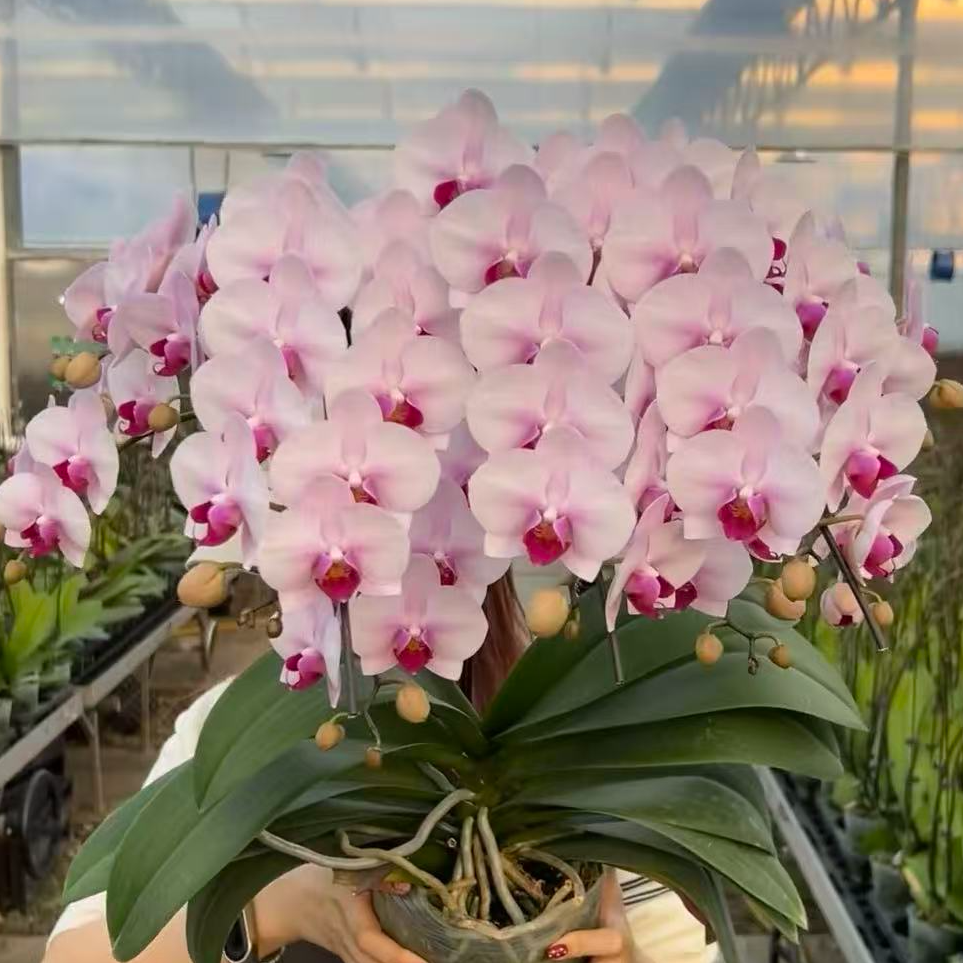 丰花型中大花2-3花剑【杭州美女】蝴蝶兰花卉苗子