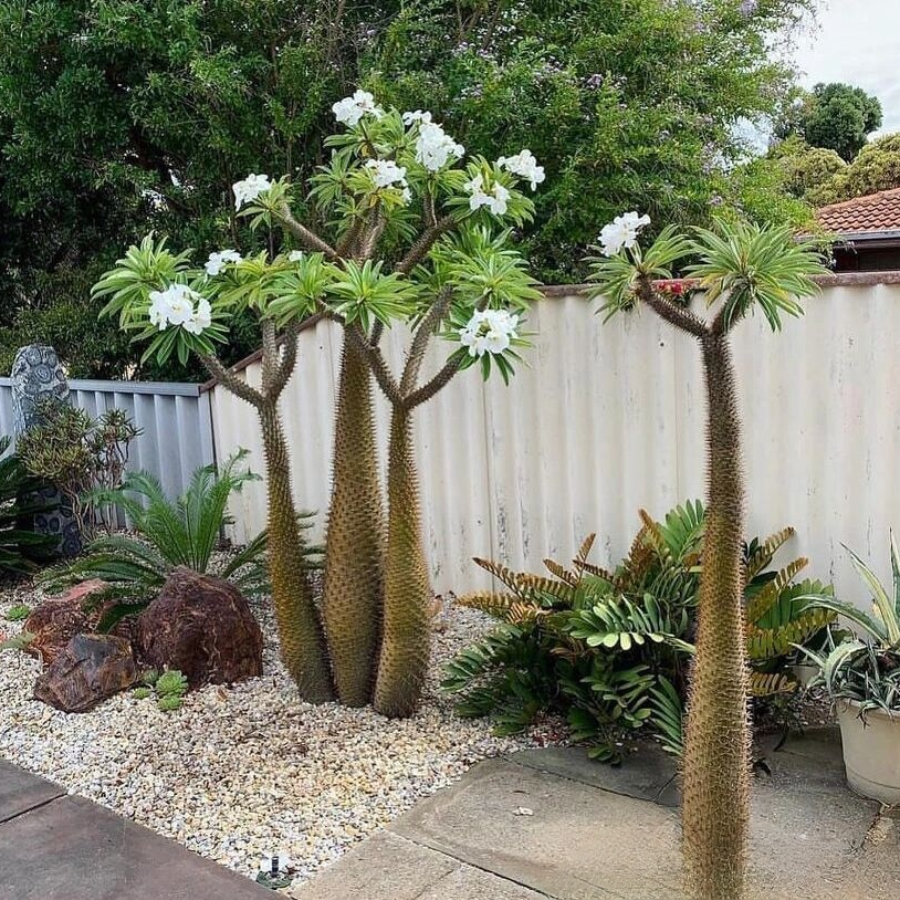 沙生绿植庭院造景室内外办公桌面小盆栽非洲霸王树好养（仙人球