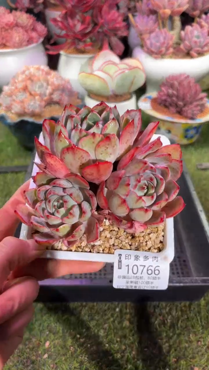 【闪购商品】10766