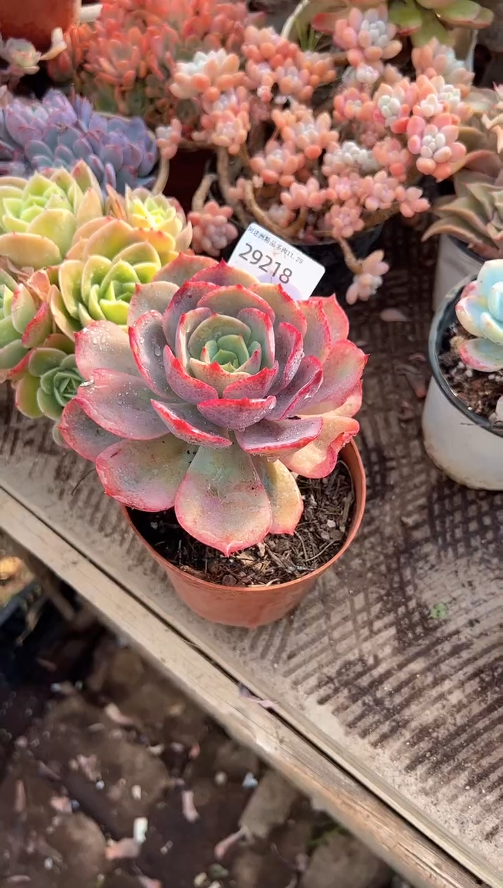 从*多肉植物一物一拍29218