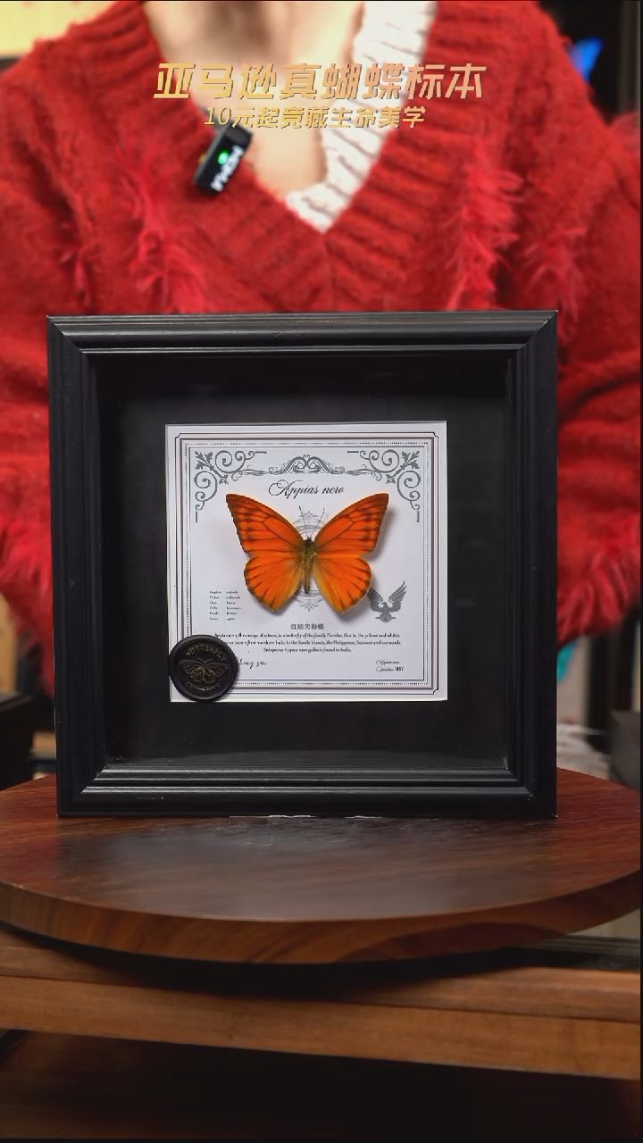 红翅尖粉蝶盲盒版7寸方框