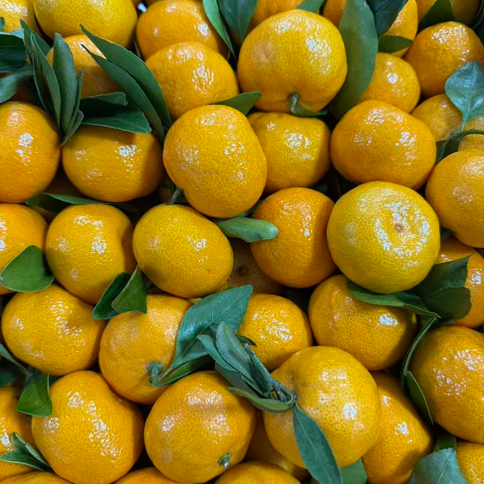 顺丰 江西砂糖橘 超甜无酸 皮薄肉厚4.5/9斤/份（江浙沪皖）