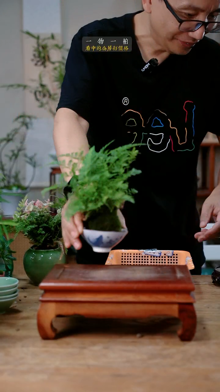 不开花植物夏*儿狼尾蕨158