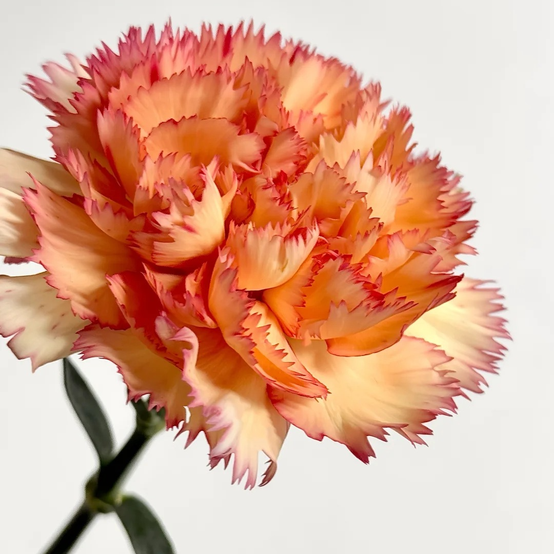 狂欢康乃馨20枝  一单中通包邮，两单升级顺丰冷链