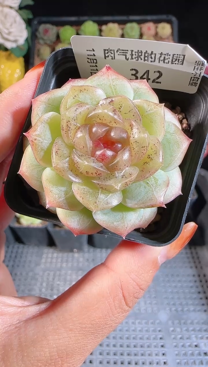 1111-342有瑕疵（群生不包整）