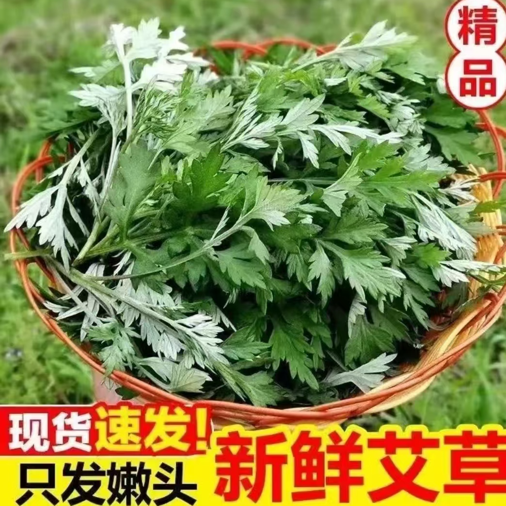 新鲜食用艾草叶青团糍粑清明果嫩艾叶艾蒿艾米果现摘艾草叶批发