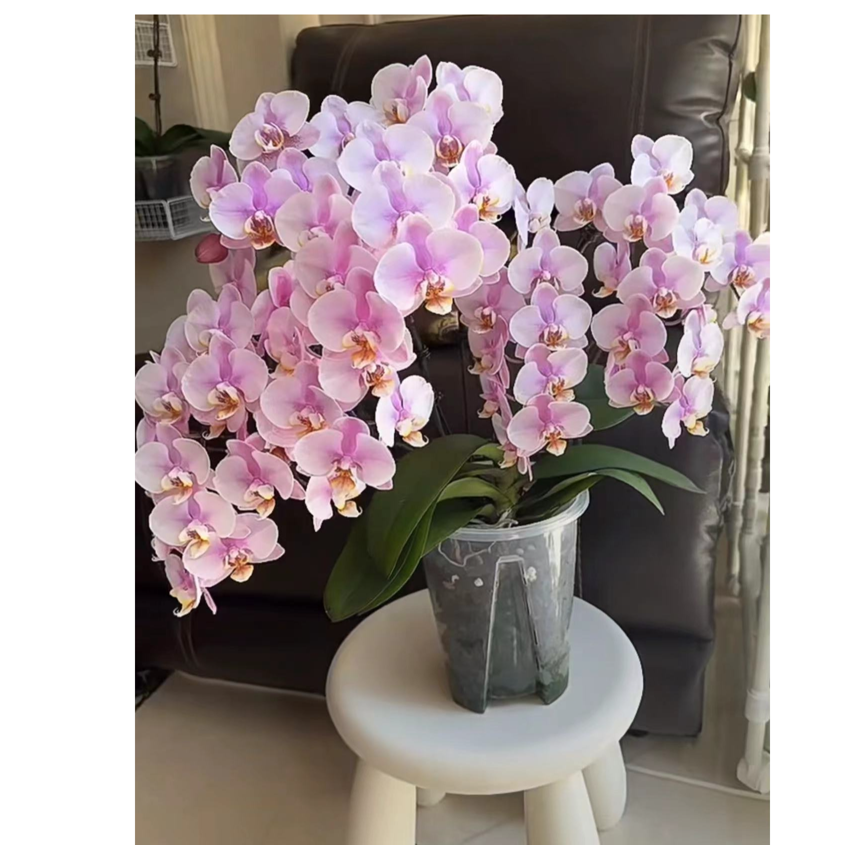 2个花剑 【罗斯基勒】蝴蝶兰