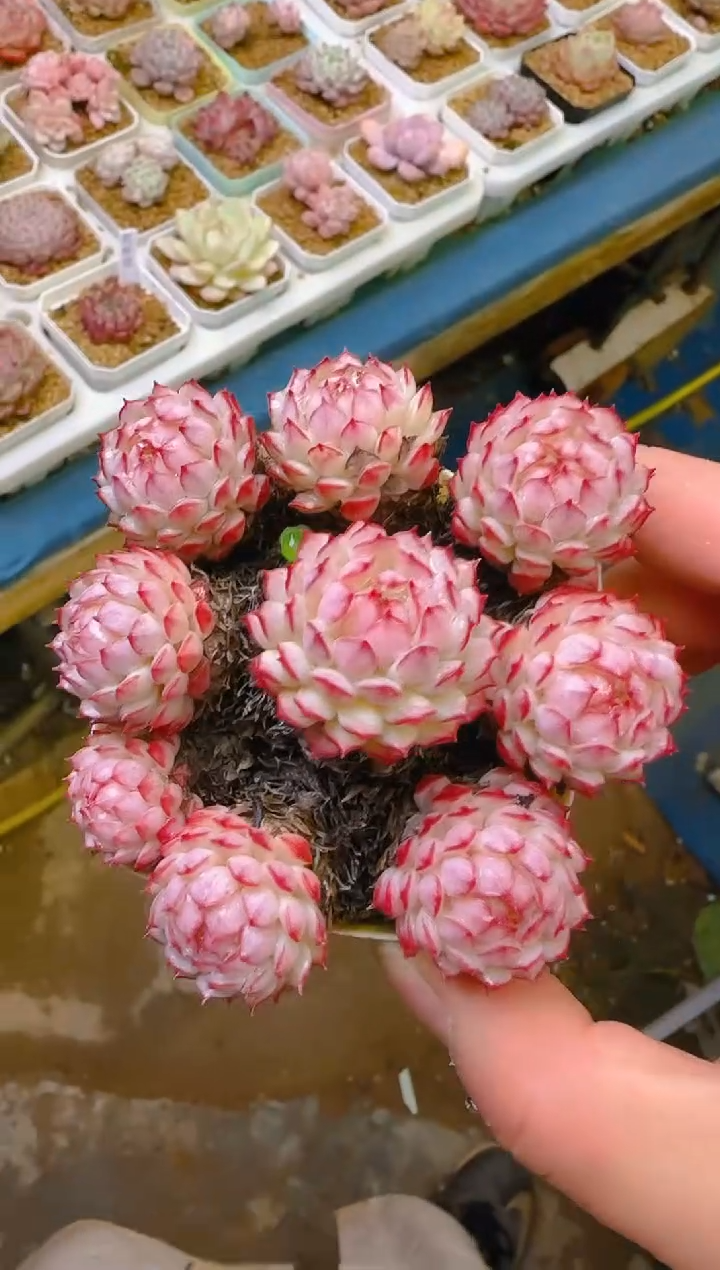 【闪购商品】福—288—仙农（红二条）