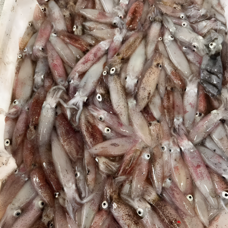 福建本港小白鱿 鲜甜脆嫩白灼红烧美味十足