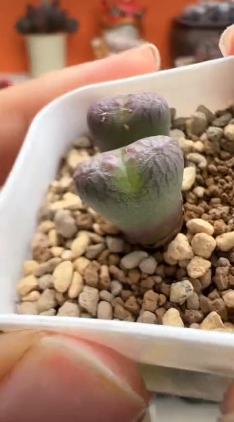126超级无敌美丽到爆炸的美肉。。。。。。