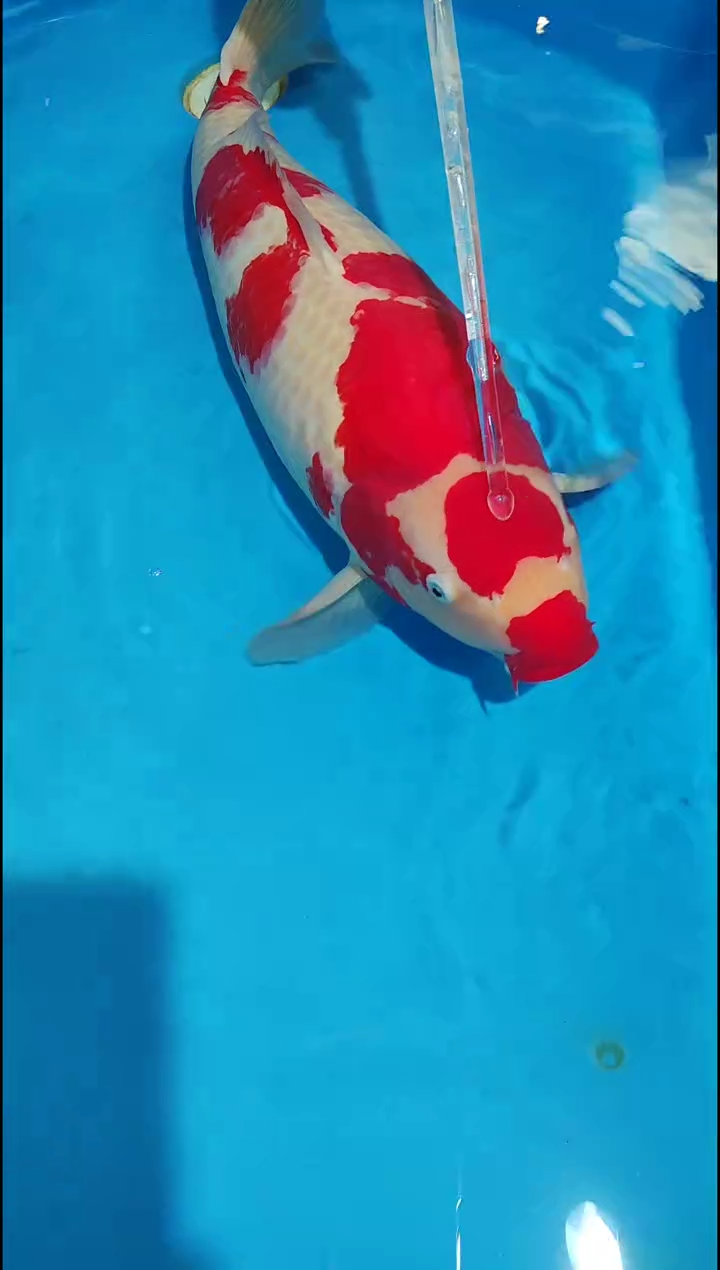 锦鲤12.19海港进口锦鲤66号不包邮