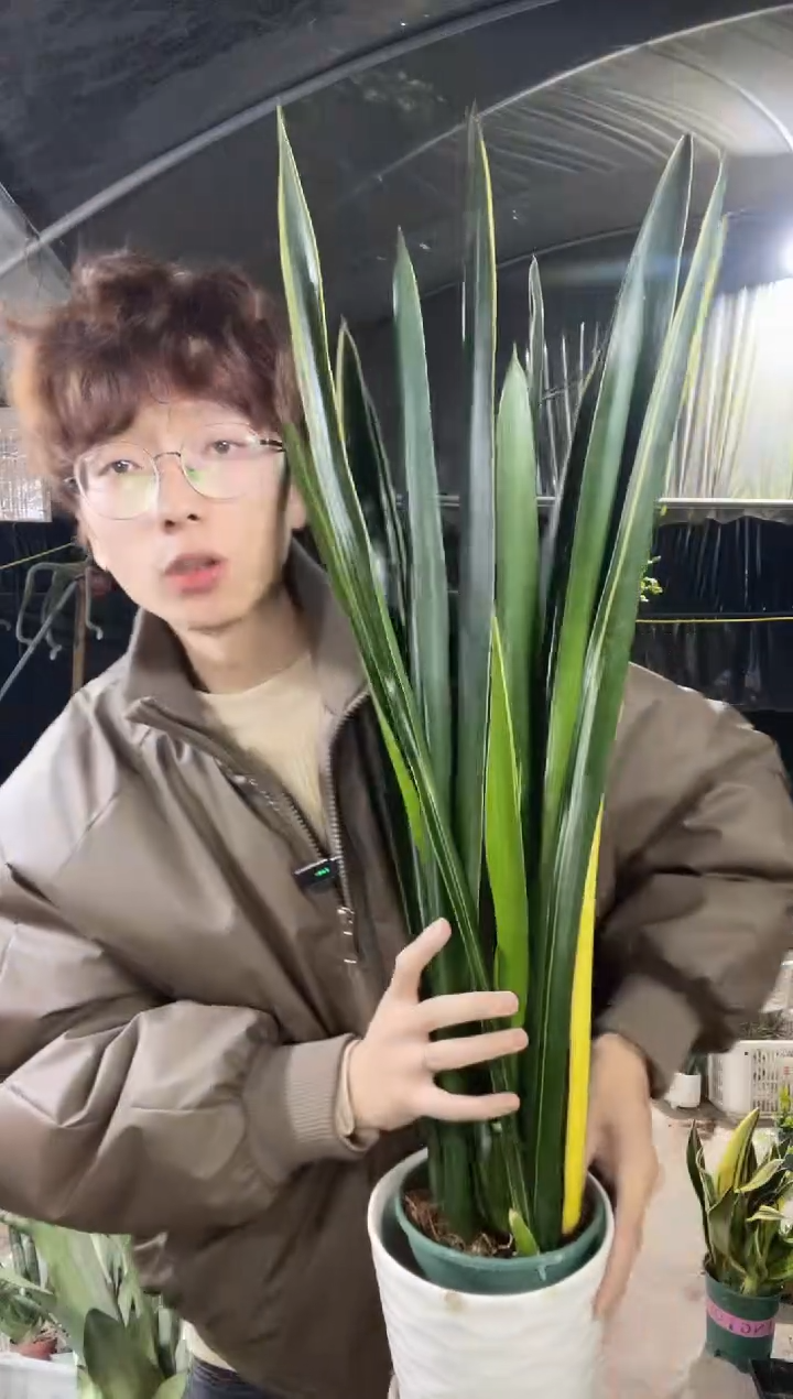 【闪购商品】黑金虎皮兰带盆60厘米起38.8