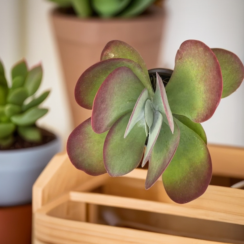 唐印多肉植物老桩组合盆栽适合办公室桌面阳台摆放暖风多肉