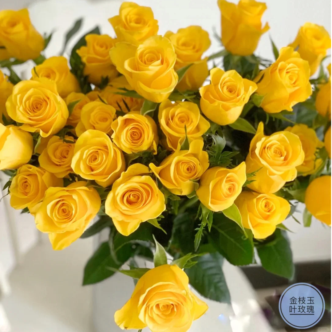【金枝玉叶黄色玫瑰10支】云南新鲜鲜花 全店任意两件顺丰送货上门