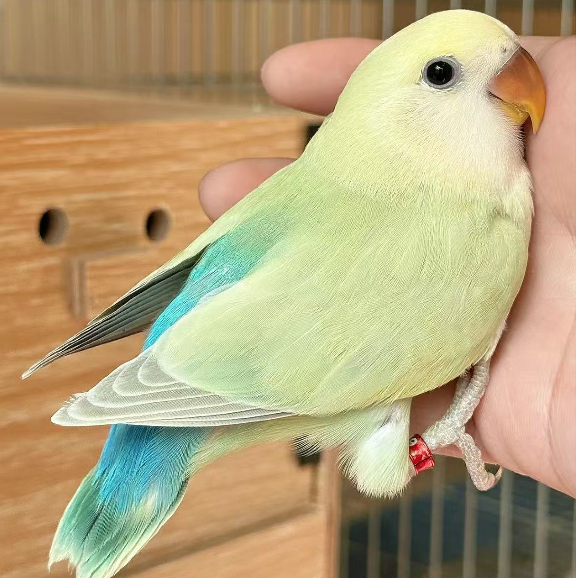 手养亲人可直播挑选的牡丹鹦鹉活体包邮到家