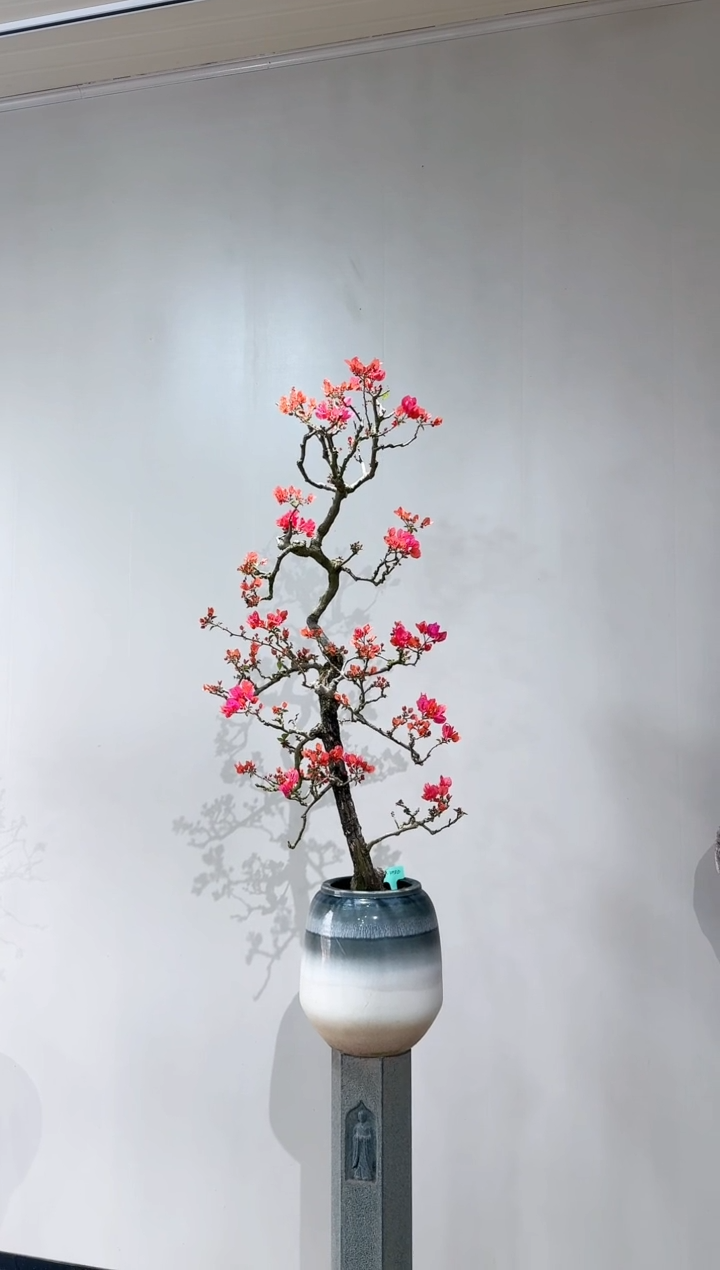 【闪购商品】盆景海岛红